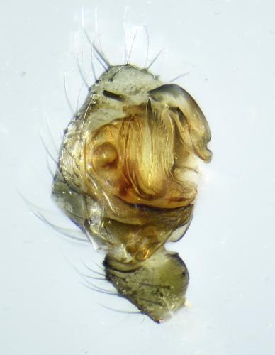 Agyneta mollis